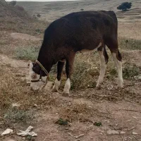 سمیتال اصل