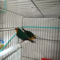 فنچ طوطی وار|پرنده|شیراز, فضل‌آباد|دیوار