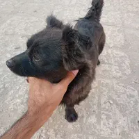 یک جفت سگ پاکوتاه پامر اشپیتز ژاپنی سیاه یک ساله و|سگ|بمپور, |دیوار