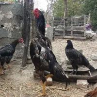 جوجه اوشامو|حیوانات مزرعه|اردبیل, |دیوار