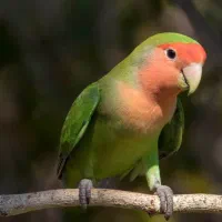 فروش  آکواریوم باماهی و کوتوله برزیلی باقفس