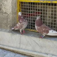کفتر خارجی انگلیسی