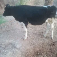 گاو ماده شیری نژاد هلشتاین درجه یک شکم اول