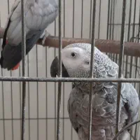 کاسکوجفت مولد