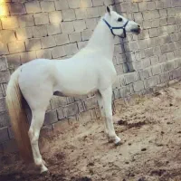 اسب  عرب نریان