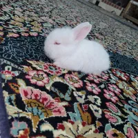 بچه خرگوش لوپ|موش و خرگوش|رفسنجان, |دیوار