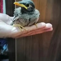جوجه ی مرغ مینا افغانی اصل|پرنده|کرمان, |دیوار