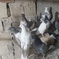 ۱۲ عدد کفتر پرشی|پرنده|گلستان (تهران), |دیوار