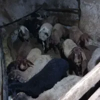 ۴۱عددکاورکهنه صحرارو