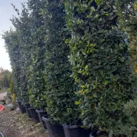 یاس هلندی پایه دار و هرمی خوشگل پر