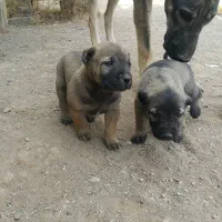 سگ سرابی|سگ|تبریز, |دیوار