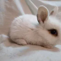 بچه خرگوش لوپ همه رنگ