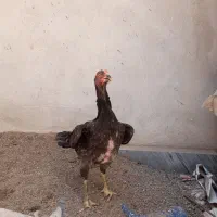 مرغ لاری طوسی