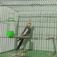 عروس هلندی نر بالغ|پرنده|کازرون, |دیوار