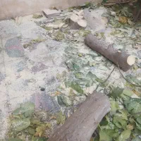 برش و هرس درخت و حمل شاخ برگ|خدمات باغبانی و درختکاری|شیراز, فرهنگیان|دیوار