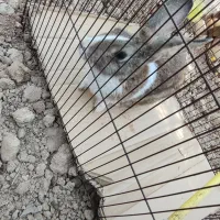 خرگوش