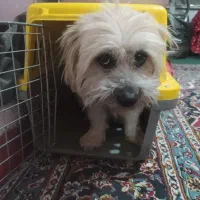 واگذاری سگ|سگ|کرمان, |دیوار