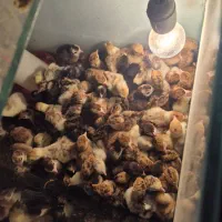 جوجه بوقلمون های سه روزه برنز بوربون