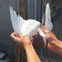 تعدادی کبوتر سینه ای با سفید آلمانی