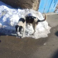 سگ گله ای و شکاری