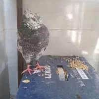 کفتر