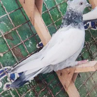 کفتر ماده سینه سربندی 3عدد|پرنده|شیراز, نیستان|دیوار