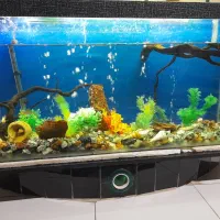 اکواریم  تمیز مخصوص با صلیقه ها|ماهی|دهدشت, |دیوار