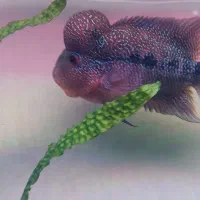 ماهی فلاور هورن|ماهی|قم, نیروگاه|دیوار