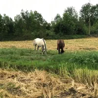اسب نریان و مادیان