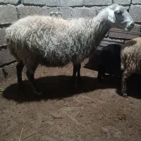 گوسفند .6راس میش جوان ابستن دو راس وره مار|حیوانات مزرعه|طبقده, |دیوار