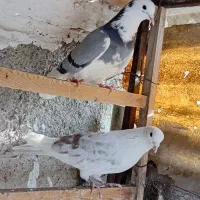 کفتر هما ابلغ پلنگ