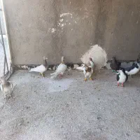 8تا پرنده نربه شرط پرش