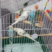 مرغ عشق|پرنده|رشت, حمیدیان|دیوار