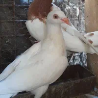 دنش.سینه.راعبی.یهودی