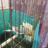 عروس هلندی|پرنده|صحنه, |دیوار