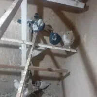 کفتر|پرنده|ری, منصوریه منگل|دیوار