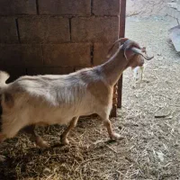 فروش ۴راس بز