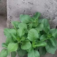 تعدادی گلهای زیبا به فروش میرسد|گل و گیاه طبیعی|احمدسرگوراب, |دیوار