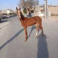 اسب نریان|اسب و تجهیزات اسب‌سواری|اسلام‌شهر, شهرک قائمیه|دیوار