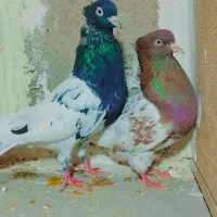 کفتر کله|پرنده|تربت جام, شاهد|دیوار