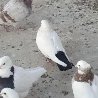 کبوتر دو کت و دم سیاه|پرنده|کرمانشاه, |دیوار