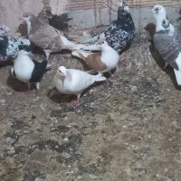 ساده|پرنده|نیشابور, مازول|دیوار