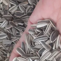 تخمه افتابگردان امسالی