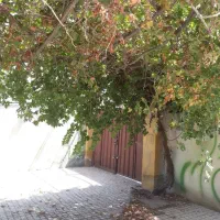 ملک طلاست. هزار متر خانه باغ