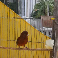 قناری ماده قرمز نگرو