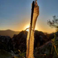 فروش عکس ...عکاسی