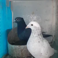 سه کیسه کود کبوتر+۶عددمرغ+۲۵تا کبوتر|پرنده|بیرجند, |دیوار