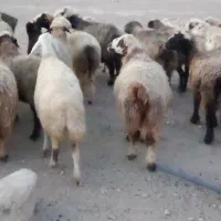 57 راس میش ترکی بختیاری بره دار و آبستن گلون گرم|حیوانات مزرعه|کازرون, |دیوار