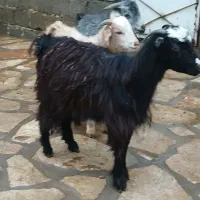 ۳راس بزغاله نر|حیوانات مزرعه|سنندج, |دیوار