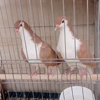 جوانه سده زرد نر و ماده پرنگ